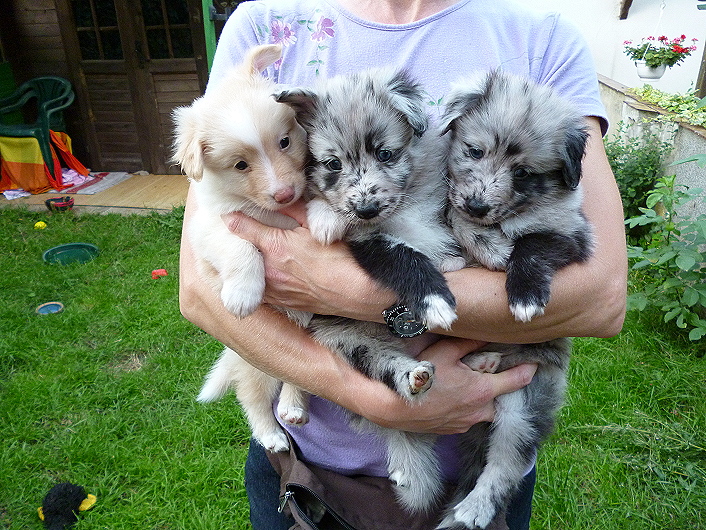 Hier sieht man Oakie, Blue und Teddy mit ca. 4 Wochen.